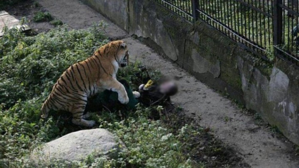 Tragedie la Grădina Zoologică din Chișinău. Un angajat a fost atacat de către un tigru