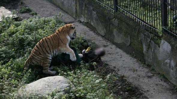 Tragedie la Grădina Zoologică din Chișinău. Un angajat a fost atacat de către un tigru