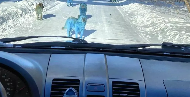 FOTO // Unii văd cai verzi pe pereți, alții... câini albaștri pe zăpadă