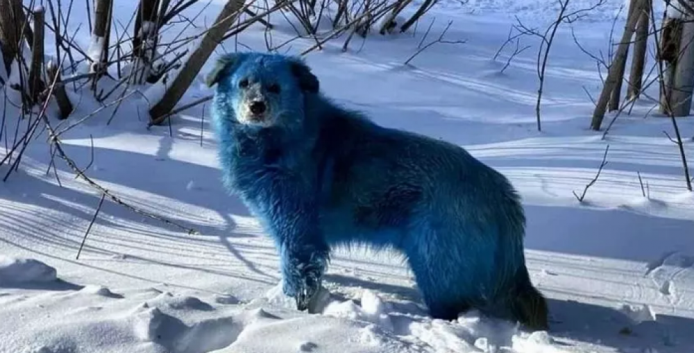 FOTO // Unii văd cai verzi pe pereți, alții... câini albaștri pe zăpadă