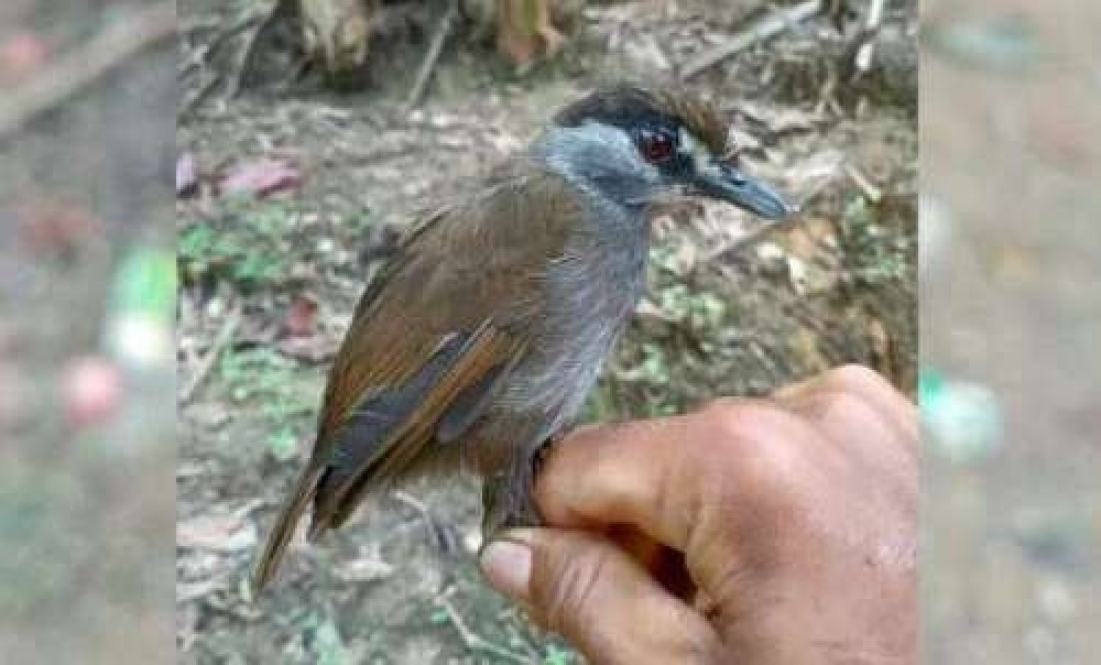 Pasărea care se credea dispărută încă acum 170 de ani însă a fost re-descoperită recent