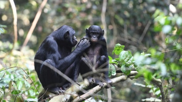 Primele animale vaccinate împotriva Covid-19. Nouă maimuțe de la grădina zoologică din San Diego au primit un ser experimental
