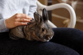 Femeia care a născut iepuri. Cazul bizar care a șocat lumea medicală. Ce s-a petrecut de fapt