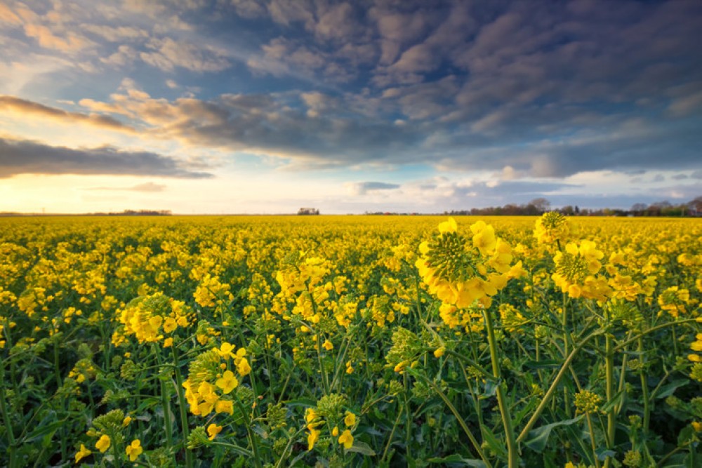 Agricultorii pot până la 5 aprilie să depună dosarele pentru a beneficia de motorină din donația oferită de România