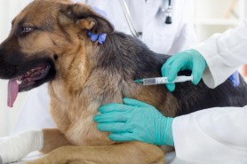 Rusia a înregistrat primul vaccin anti-COVID-19 din lume pentru animale
