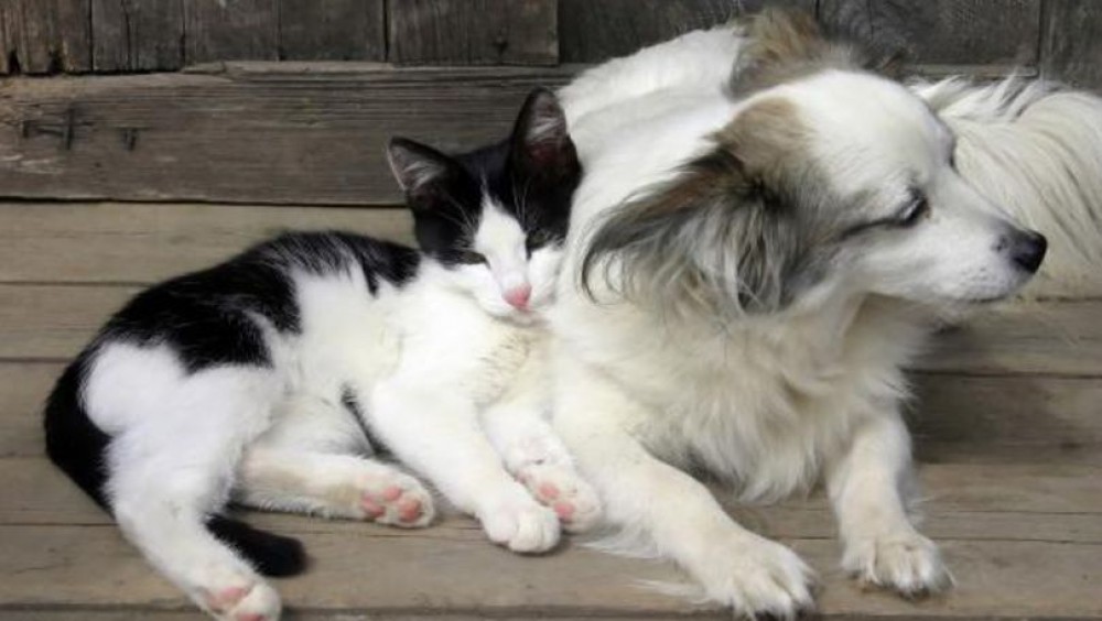 Proiect de lege privind animalele de companie: Câți câini sau pisici vor putea întreține proprietarii fără acordul vecinilor