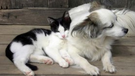 Proiect de lege privind animalele de companie: Câți câini sau pisici vor putea întreține proprietarii fără acordul vecinilor