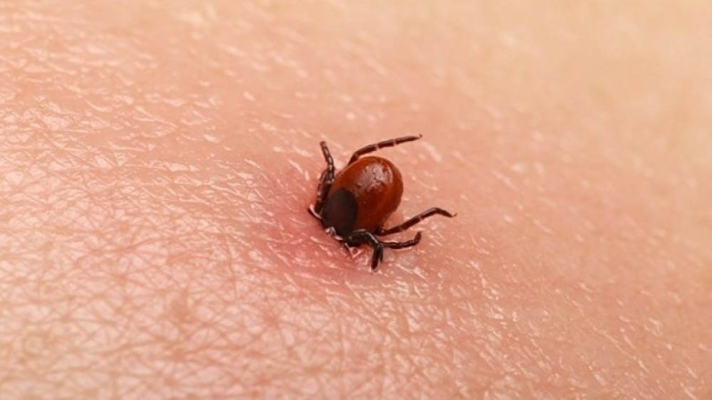 Cum ne protejăm de căpușe? Tot ce trebuie să știi despre boala Lyme