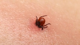 Cum ne protejăm de căpușe? Tot ce trebuie să știi despre boala Lyme
