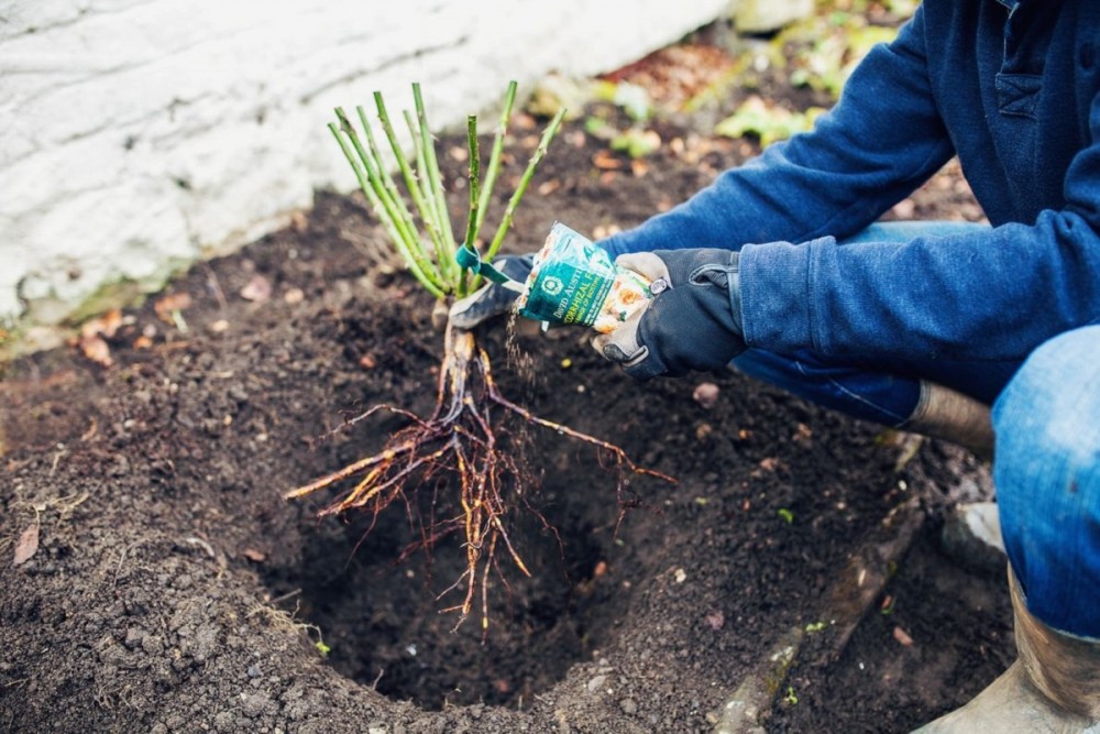 Când e bine să plantezi trandafiri și ce e bine să faci înainte de plantare. Trucuri uimitoare