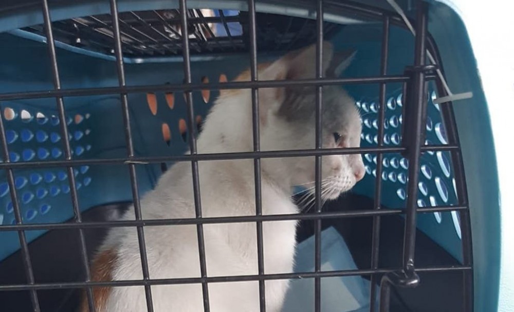 O pisică a fost prinsă în timp ce livra droguri într-o închisoare. Cum „transporta” narcoticele