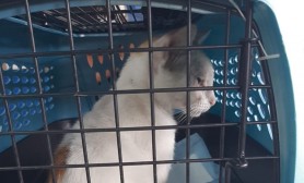 O pisică a fost prinsă în timp ce livra droguri într-o închisoare. Cum „transporta” narcoticele