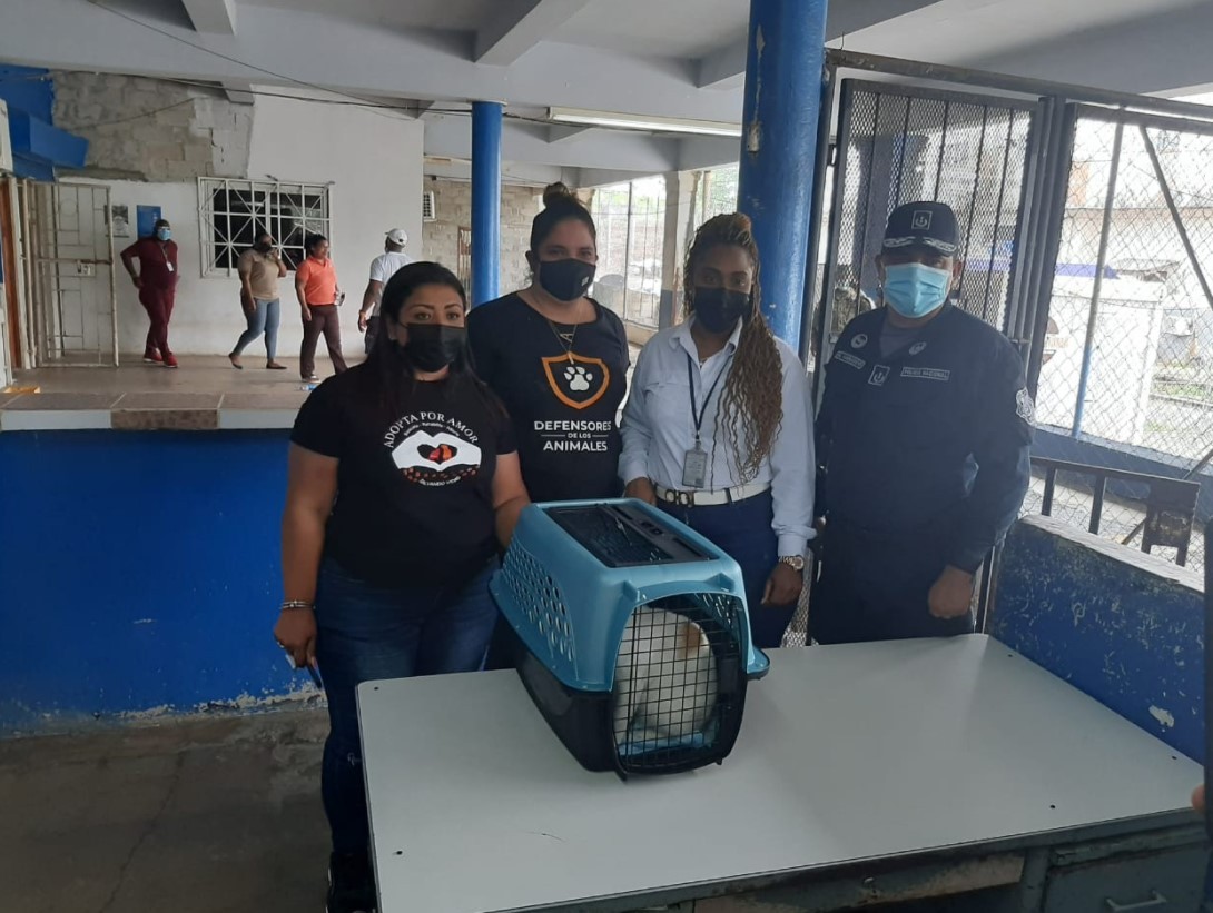 O pisică a fost prinsă în timp ce livra droguri într-o închisoare. Cum „transporta” narcoticele