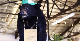 Ursul care a consumat 30 de kilograme de cocaină. Ce s-a ales de „Pablo EskoBear”