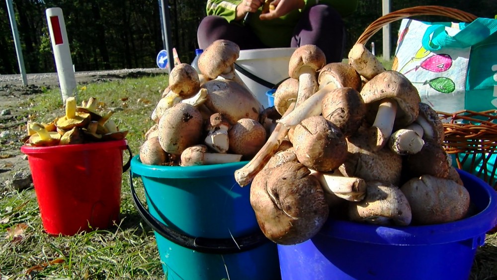 Consumul de ciuperci ar putea reduce semnificativ riscul de cancer