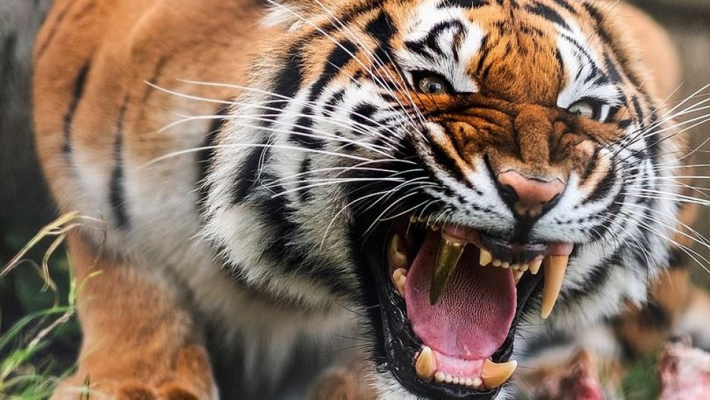 Bărbatul care a fost mușcat de un tigru de la ZOO Chișinău, a murit la spital