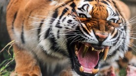 Bărbatul care a fost mușcat de un tigru de la ZOO Chișinău, a murit la spital