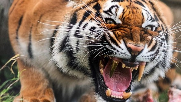 Bărbatul care a fost mușcat de un tigru de la ZOO Chișinău, a murit la spital