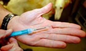 VIDEO // Cipurile chiar pot fi implantate cu seringa