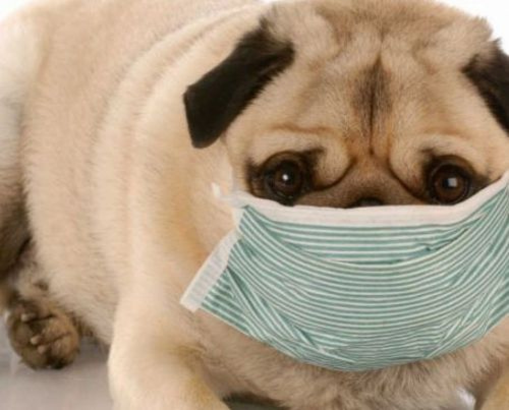 Studiu: Un nou tip de coronavirus apărut la câini se transmite și la oameni