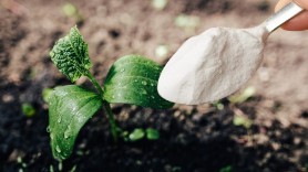 Ce se întâmplă de fapt dacă pui bicarbonat de sodiu la flori. Efecte nebănuite