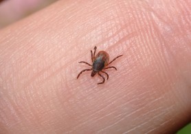 Ce să faci dacă te mușcă o căpușă. Semnele care trebuie să te trimită urgent la medic
