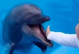 Un copil de şase ani a fost mușcat de un delfin care i-a confundat mâna micuţă cu o delicatesă