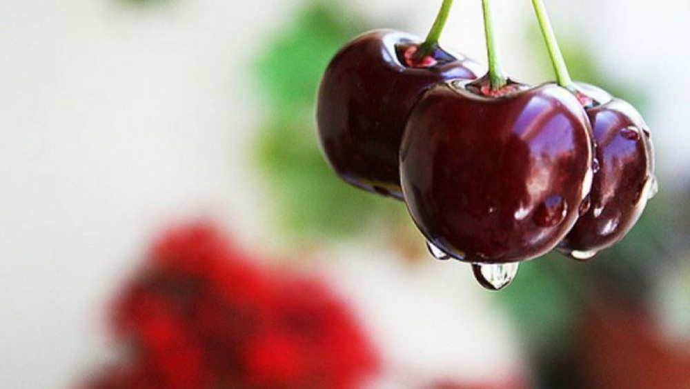 Livada unde poți GRATUIT să mănânci cireșe pe săturate. Oferta unui agricultor din Republica Moldova