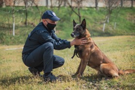 Un presupus hoț, identificat de patrupeda Rada