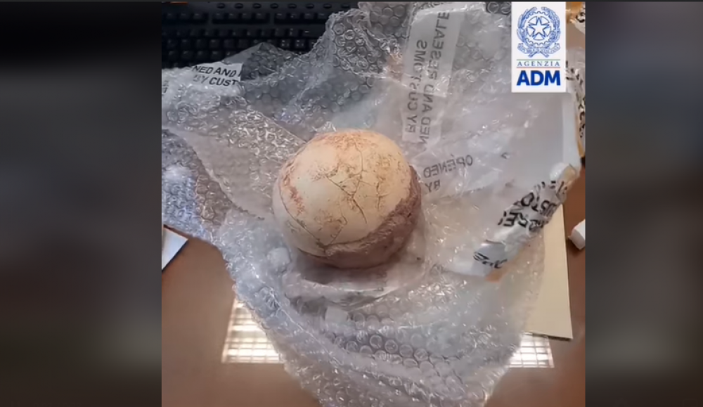 VIDEO // Autorităţile vamale din Italia au confiscat un ou de dinozaur. Unde era ascuns