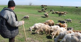 Tragedie la Telenești. Doi ciobani au murit, după ce au crezut că beau rachiu