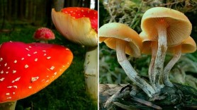 53 de persoane s-au intoxicat cu ciuperci în ultimele 6 luni. Recomandările specialiștilor