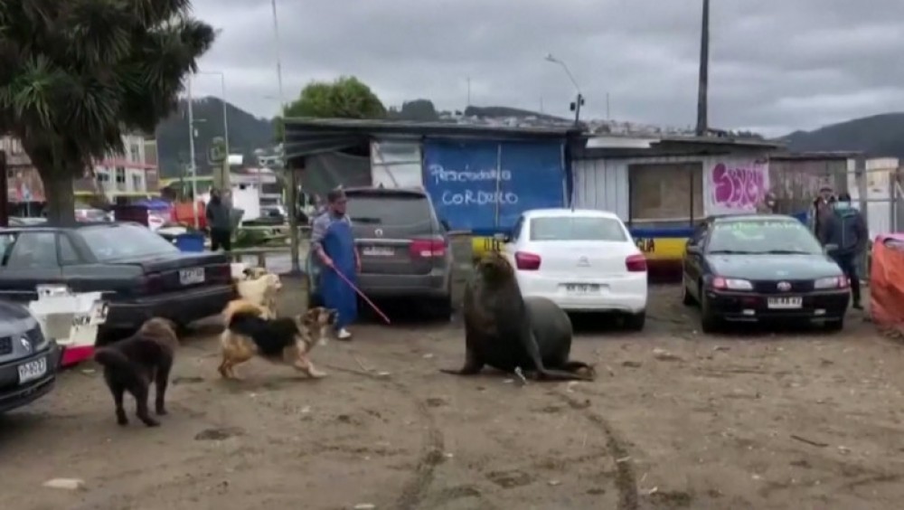 Oraș invadat de lei de mare. Din cauza orcilor, animalele s-au refugiat pe o plajă din Chile