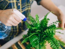 Ce se întâmplă dacă pulverizezi apă oxigenată pe florile din grădină sau ghivece. Trucul care face minuni