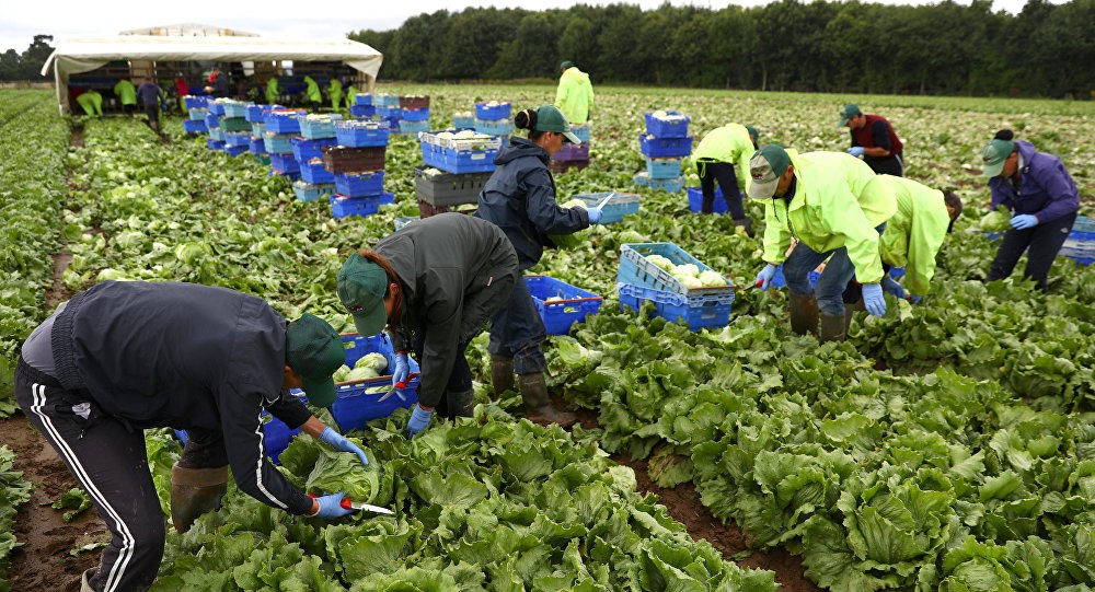 Vești BUNE pentru unii moldoveni din Germania: Drepturi egale pentru muncitorii sezonieri în agricultură