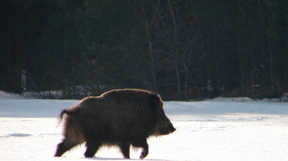 O nouă ameninţare pentru umanitate: O specie hibrid de porci radioactivi