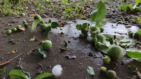 Dezastrul lăsat de ploi pe sute de terenuri agricole: Livezi distruse și semănături compromise