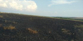 FOTO // Durere cumplită la Taraclia. 35 hectare de grâu au ars