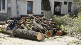 Scandal în Capitală după ce din parcul „La Izvor” au fost tăiaţi peste noapte 176 de copaci