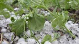 Pagube IMENSE în sudul țării. Livezi și terenuri agricole DISTRUSE de grindină