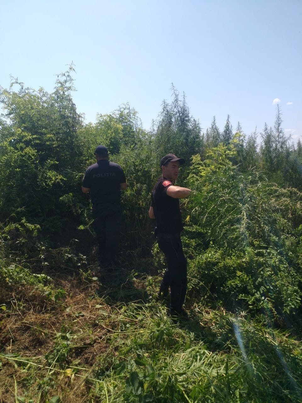 FOTO // Un lot de 1 hectar de cânepă descoperit în sudul țării. Ce au făcut carabinerii cu plantele