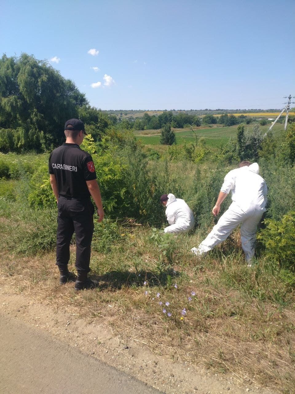 FOTO // Un lot de 1 hectar de cânepă descoperit în sudul țării. Ce au făcut carabinerii cu plantele