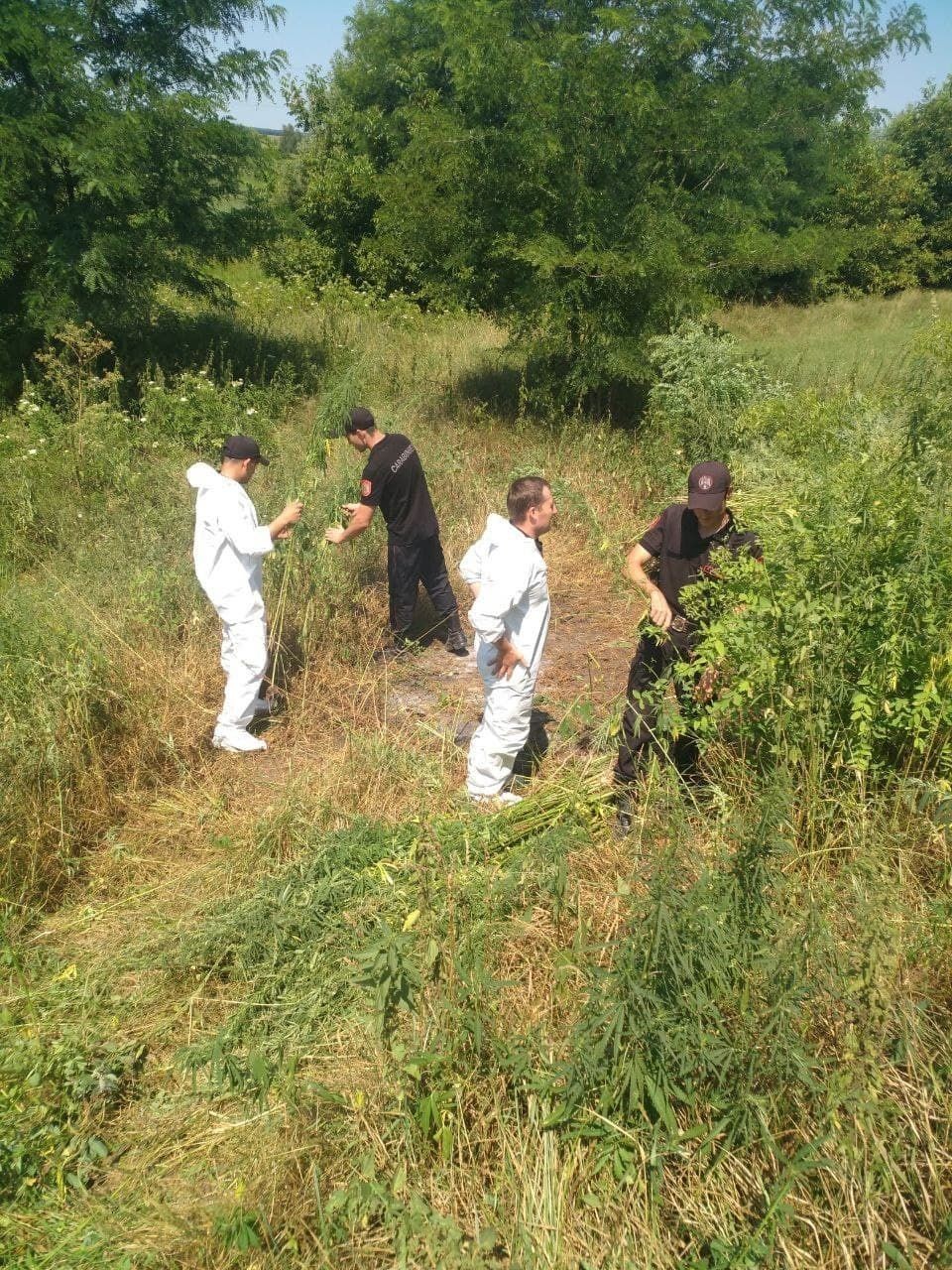 FOTO // Un lot de 1 hectar de cânepă descoperit în sudul țării. Ce au făcut carabinerii cu plantele