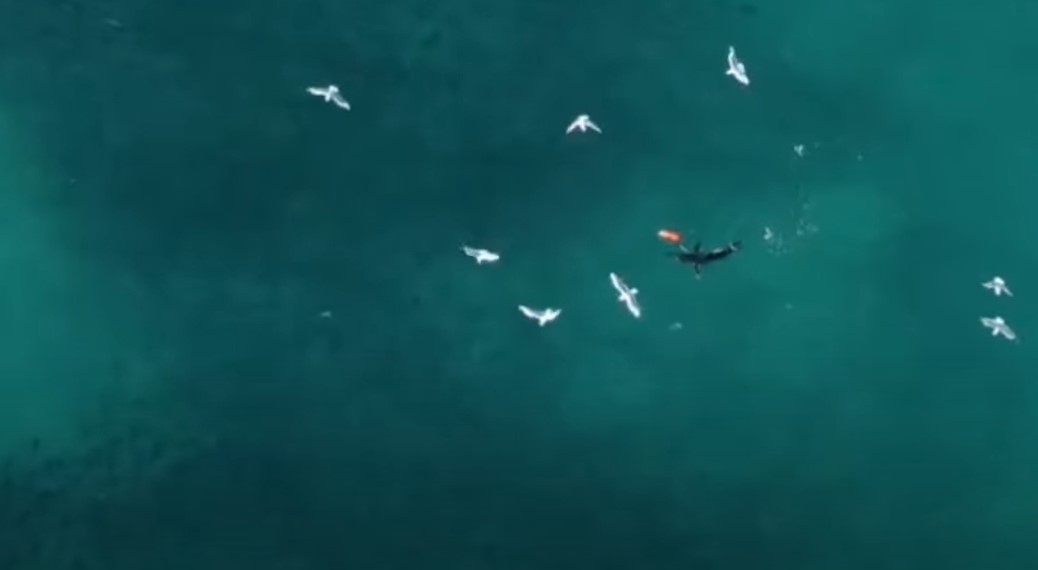 VIDEO // Un pilot de dronă a salvat viața unui înotător atacat de un rechin
