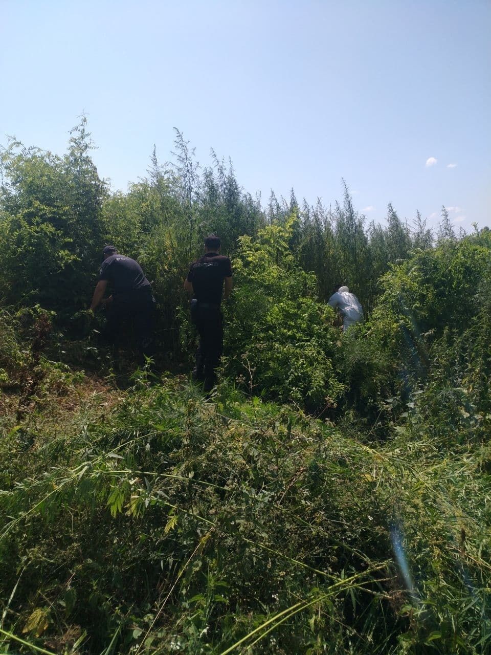 FOTO // Un lot de 1 hectar de cânepă descoperit în sudul țării. Ce au făcut carabinerii cu plantele