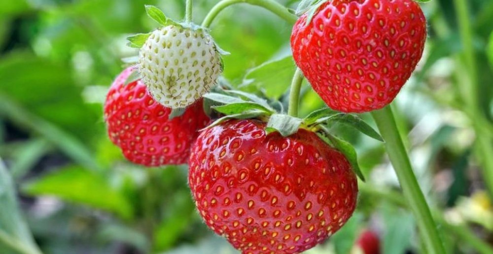 Cum se plantează și cum se cultivă căpșunile în ghiveci