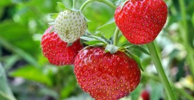 Cum se plantează și cum se cultivă căpșunile în ghiveci