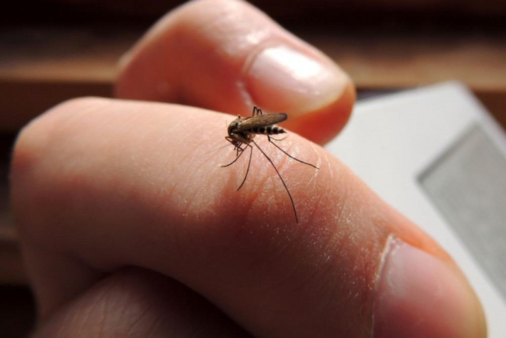 Capcană țânțari. 3 ingrediente banale te ajută să scapi de aceste insecte. Metoda simplă