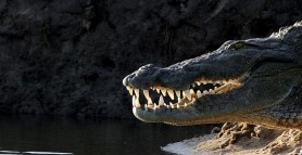Top 6 animale cu cea mai puternică mușcătură. Incredibil ce forță are această creatură