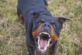 CUTREMURĂTOR // Un copilaş de nici doi ani, sfâșiat de câinele familiei, după ce a fost lăsat în grija fraţilor mai mari